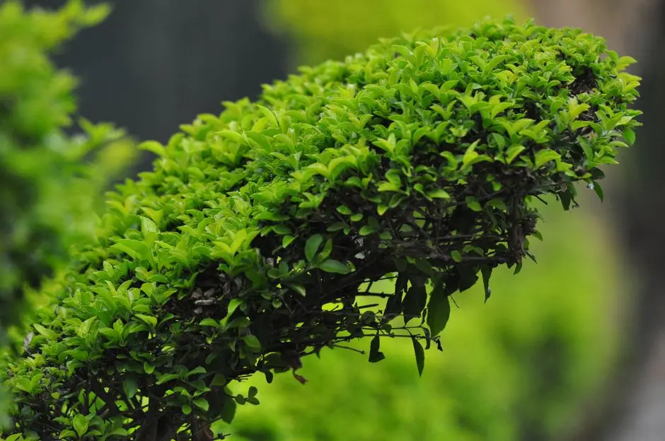 Greens & Outdoors at GULSHAN BOTNIA, Sector 144, Noida