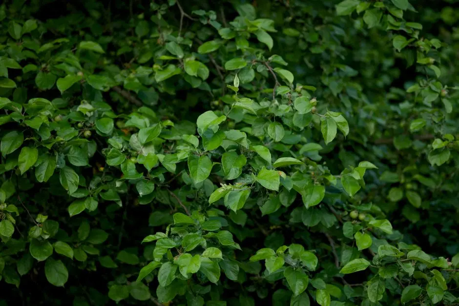 Greens & Outdoors at GULSHAN OURIKA LUCKNOW, Gomti Nagar Extension, Lucknow